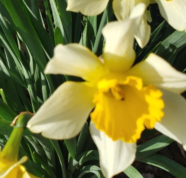 Daffodil Paperwhite / Various Live Bulbs Large Single Bloom Flower Set of 10