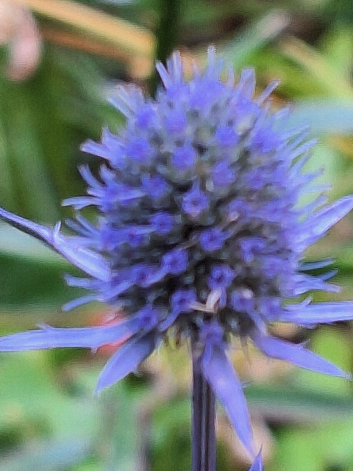 SEA HOLLY 100 SEEDS, ERYNGIUM, METALIC BLUE FLOWERS, mariesgreengarden