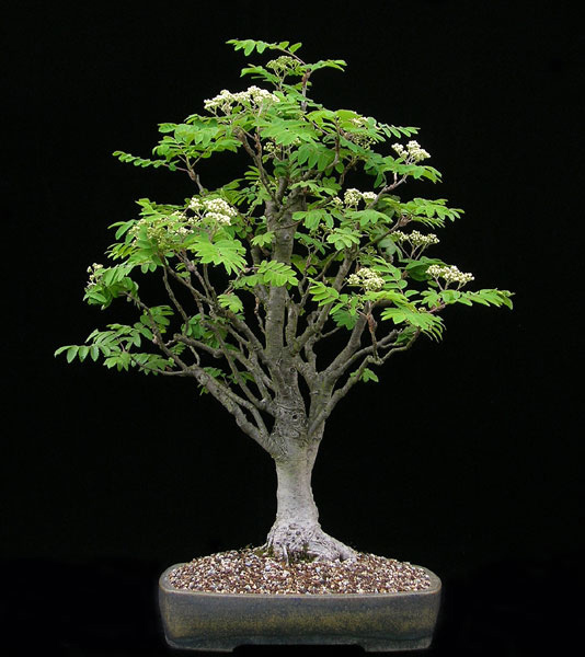 Rowan, (European Mountain Ash), Sorbus aucuparia, Tree Seeds (Fast, Fall Color)