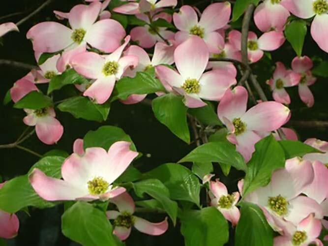 Red Flowering Dogwood, Cornus florida rubra, Tree Seeds (Showy Flowers, Hardy)