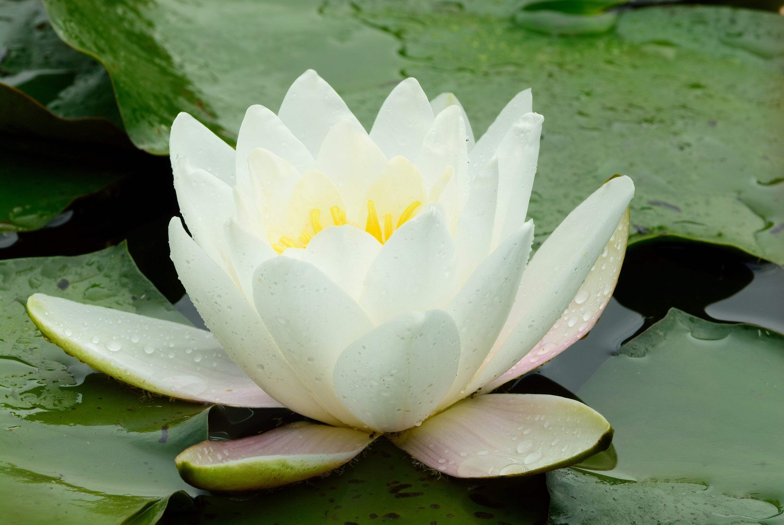 10 WHITE WATER LILY Pad Nymphaea Ampla Asian Lotus Flower Pond Seeds *Comb S/H