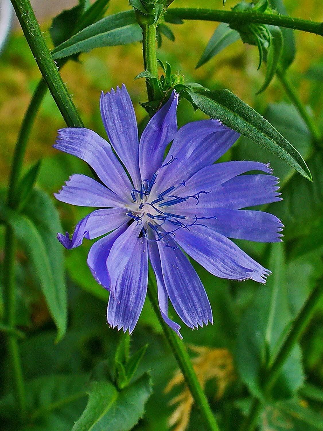 Chicory Flower Seeds, “COOL BEANS N SPROUTS” Brand. Home Gardening.