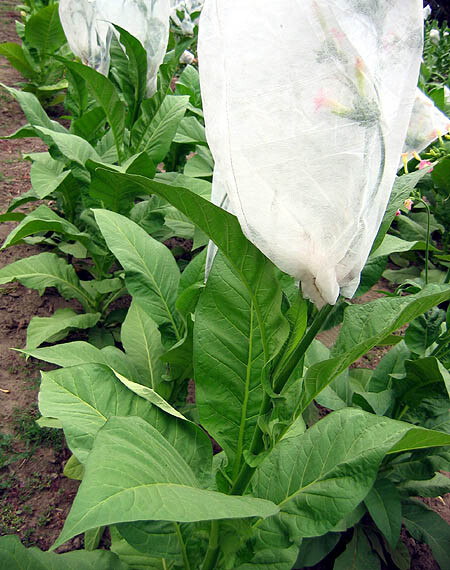 1000 White Gold Tobacco Seeds ~ Heirloom Non-GMO Nicotiana Tabacum – Fast Grow!