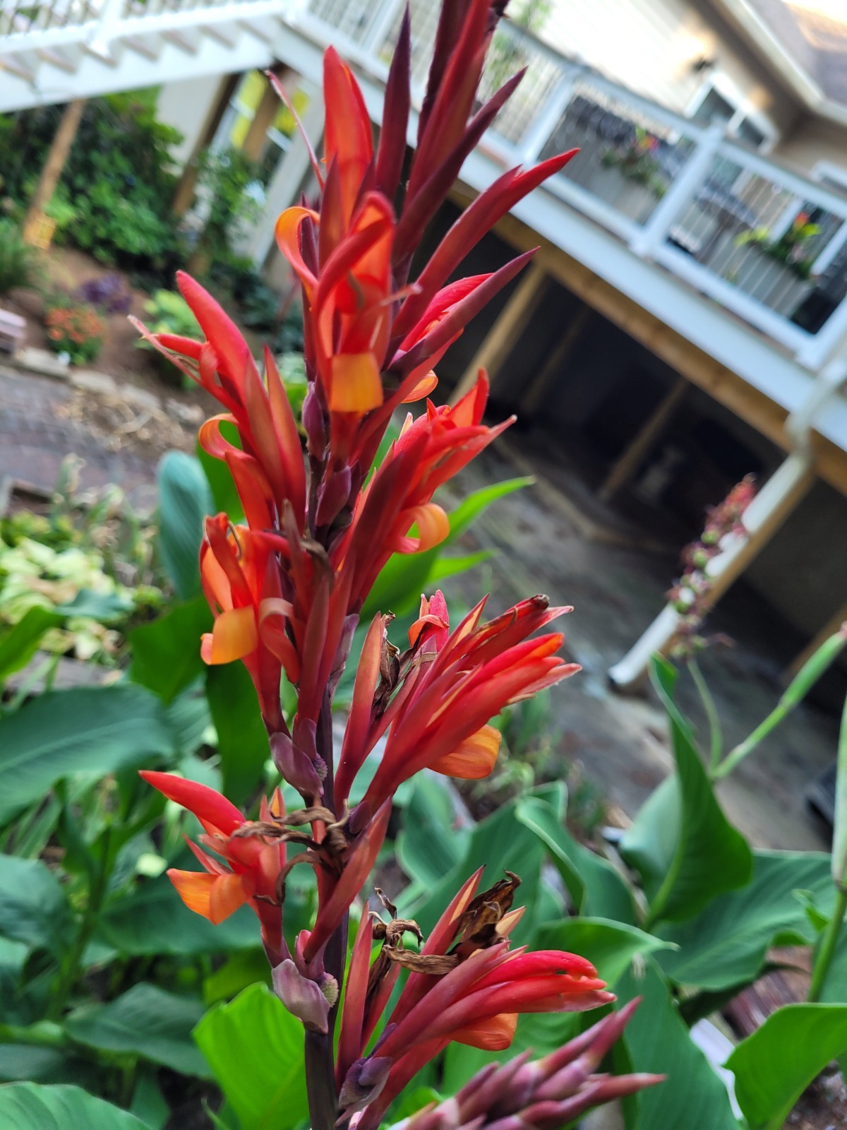 25 Canna Lily Seeds -Robert Kemp -Red Flwr -Green Leaf -6-10 ft tall Free Ship