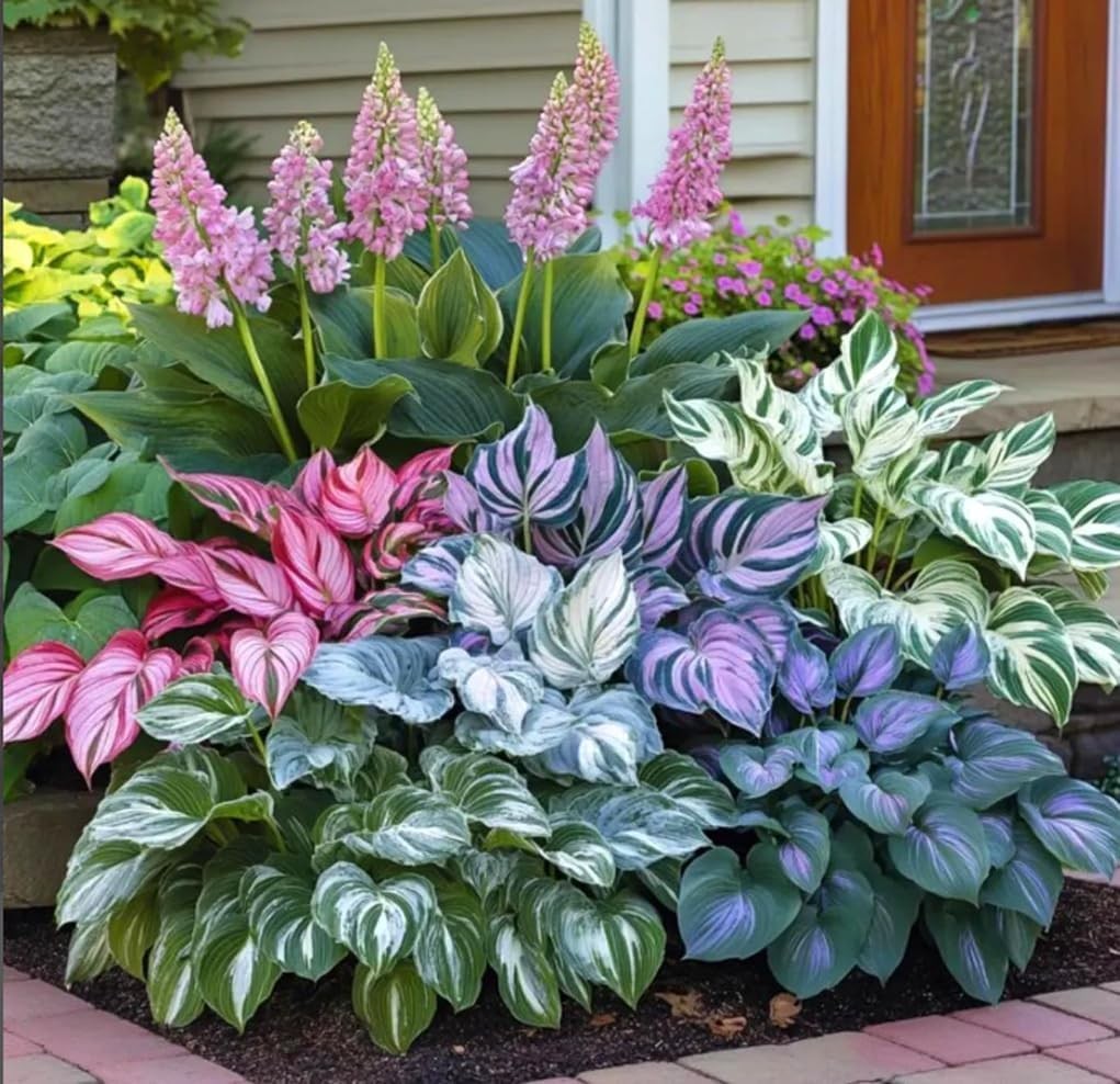 220+ Hosta Seeds Blue Perennial for Planting,Hosta Seeds Blue and Black,Rare Hos