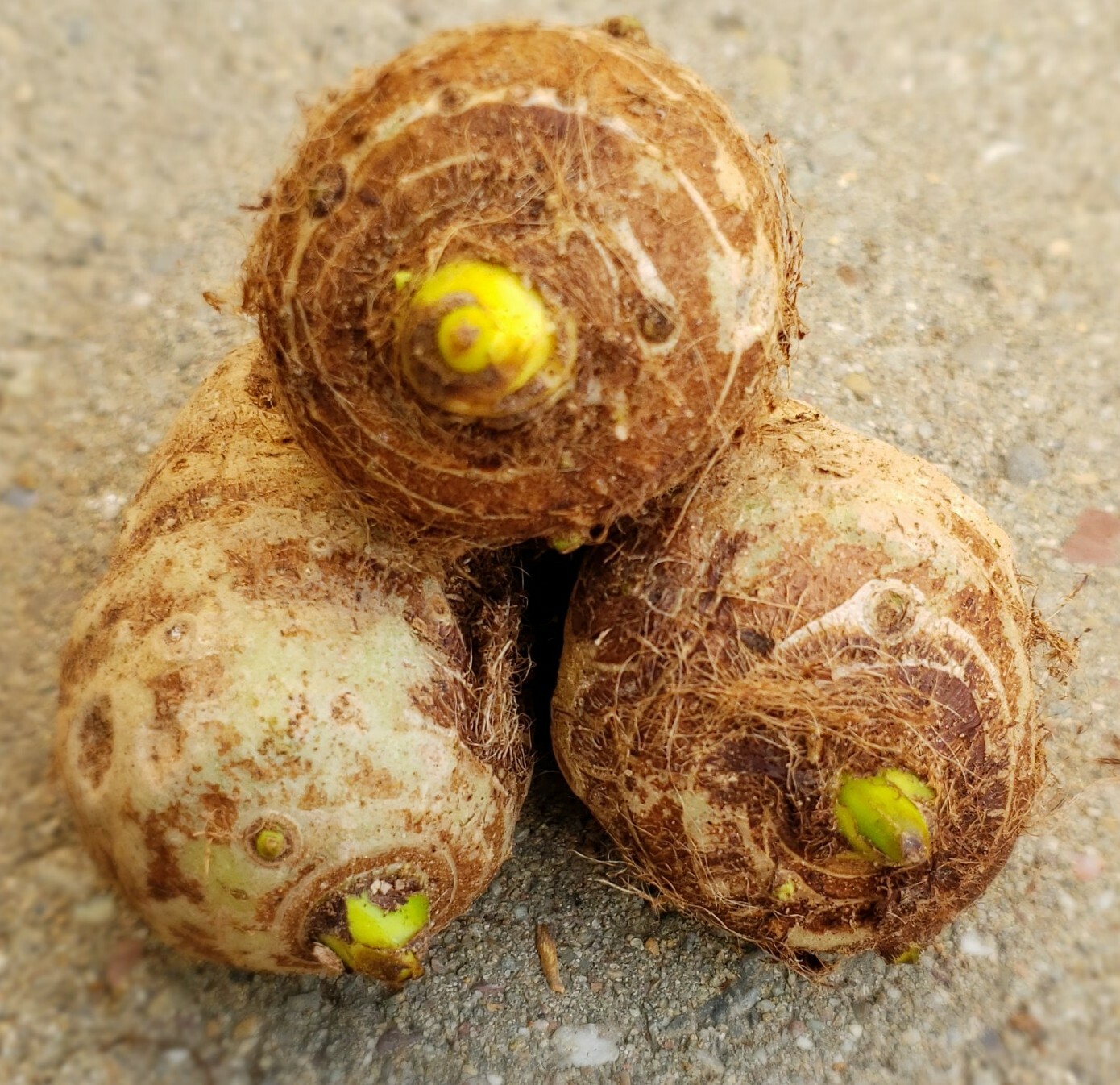 10 LIVE Elephant Ear Taro Kalo Eddo Colocasia Esculenta Gabi Bulb READY to GROW