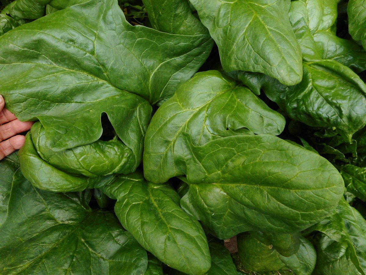 200+Big round leaf spinach Seeds Giant Noble spinach Persia vegetable USA