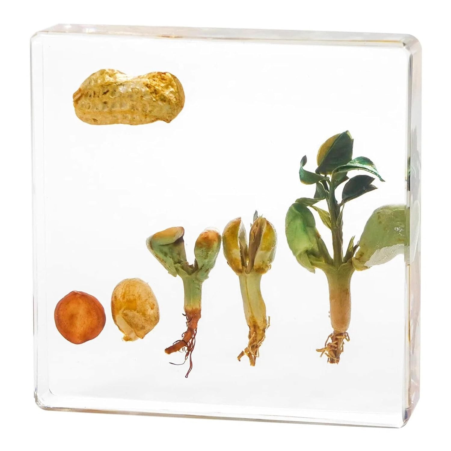 Peanut Life Cycle Kit, Peanut Specimen Real Plant Resin Encased Seeds Sprouts Po