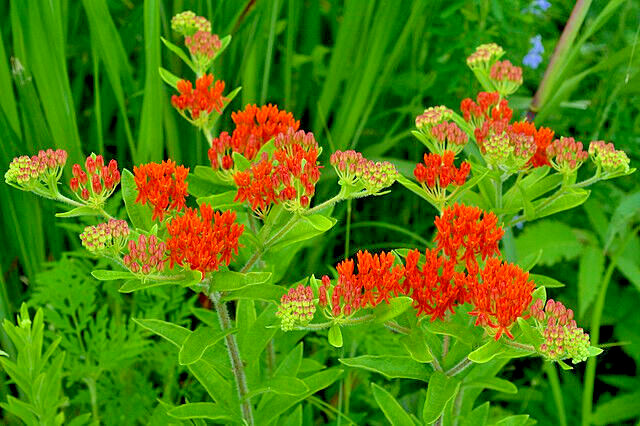 MILKWEED 100 SEEDS, ASCLEPIAS TUBEROSA, ORANGE BUTTERFLY WEED, EZ TO GROW.