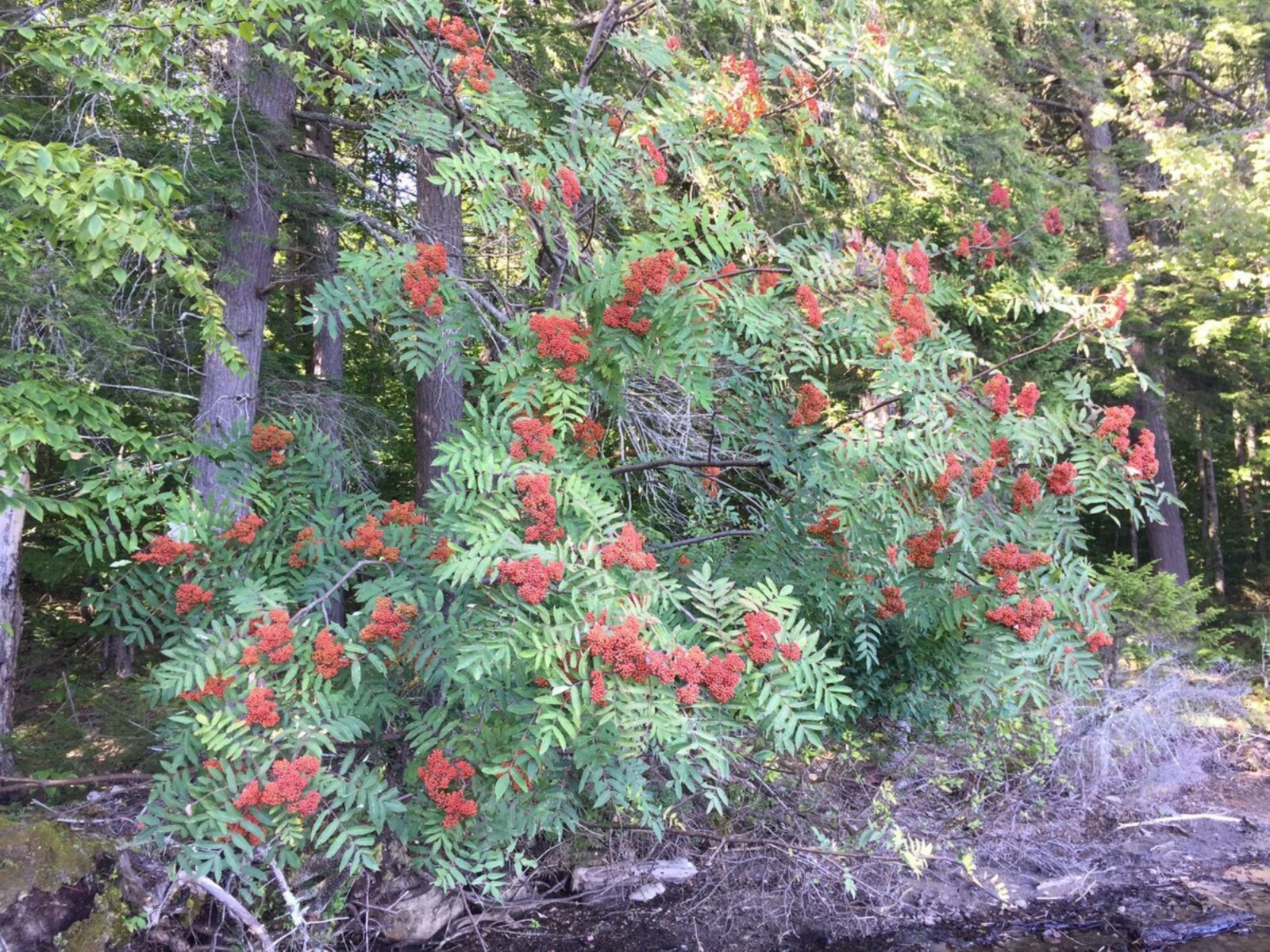 American Mountain Ash (Sorbus americana) 2-3 year old tree/seedling bare root