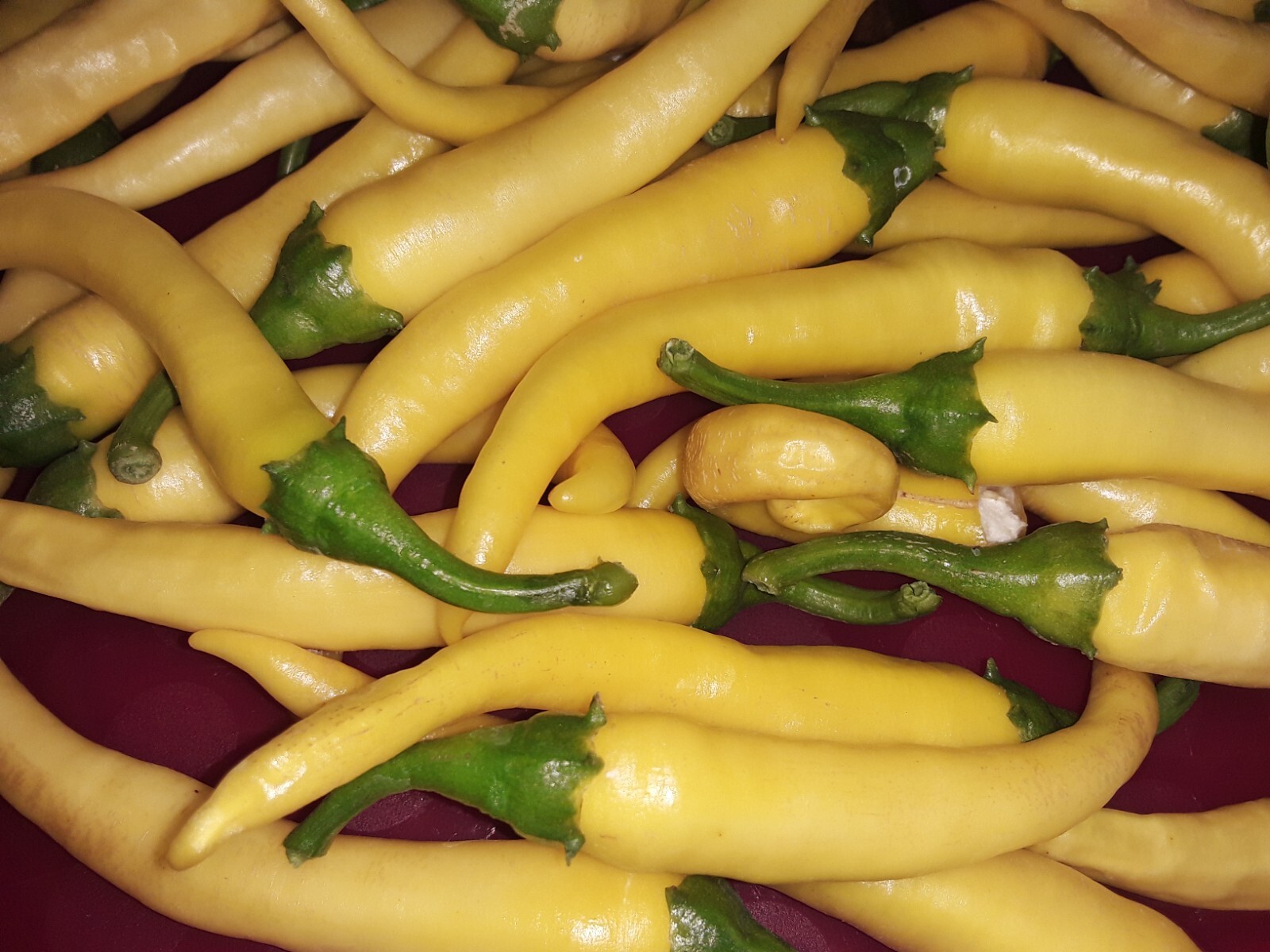 50 Yellow Cayenne pepper seeds Open Pollinated No pesticides or herbicides