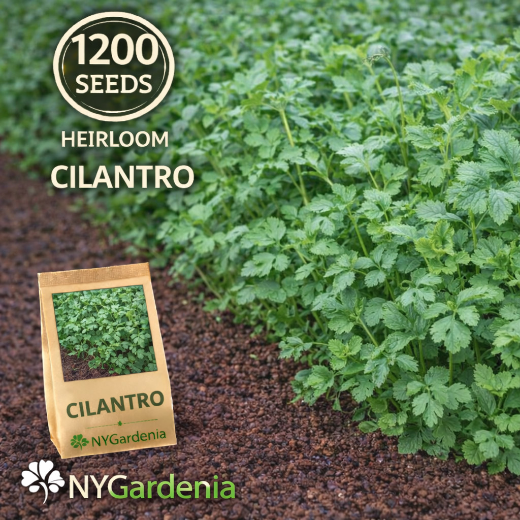 1200 Cilantro Seeds Heirloom Coriander Herb Garden Fresh Easy Grow