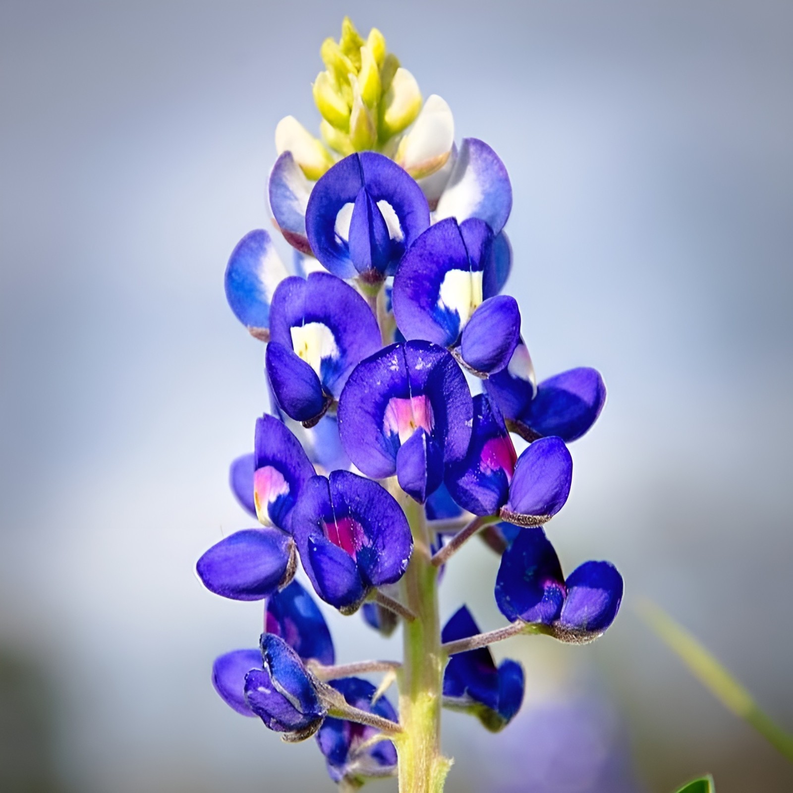 75 Texas Bluebonnet Seeds – Heirloom NonGMO Stunning Blue Texas Wildflower