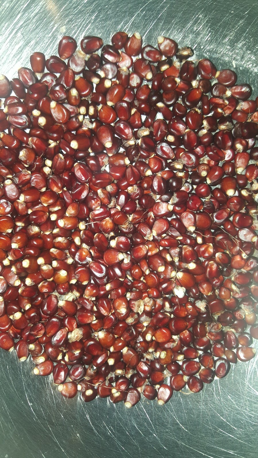 25 BLOODY BUTCHER Corn Seed, Kentucky Grown, USA, Non GMO 2019 crop.