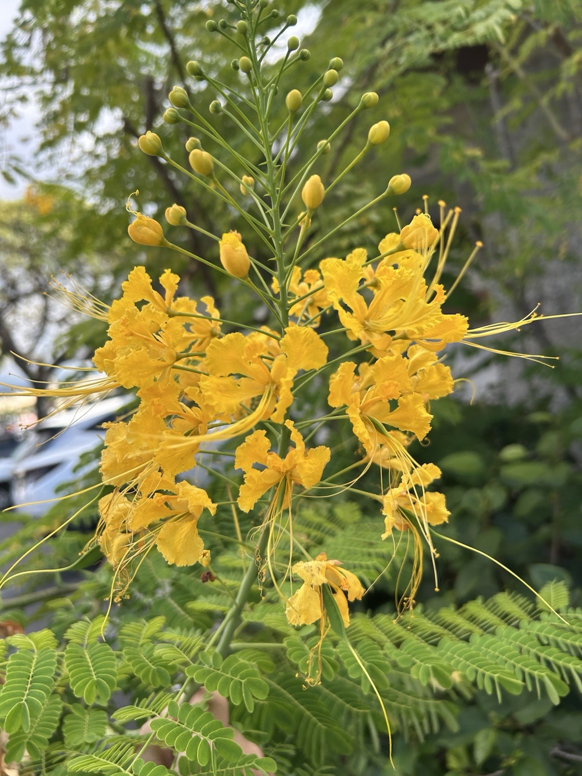 Yellow Pride of Barbados, Caesalpinia Pulcherrima – 10 Seeds 2025 – USA