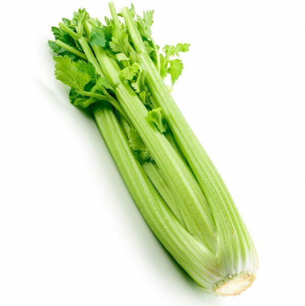 SCARBOROUGH SEEDS Tall Utah Celery 1000 Seeds NON-GMO