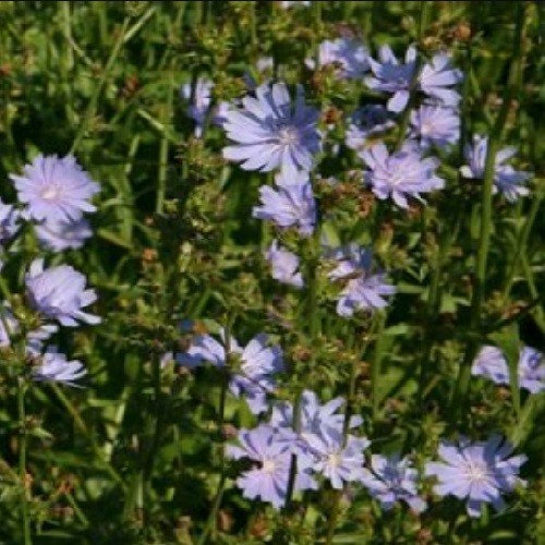 Chicory (Cichorium intybus) Seeds – Cornflower Blue Blooms – Heirloom Perennial