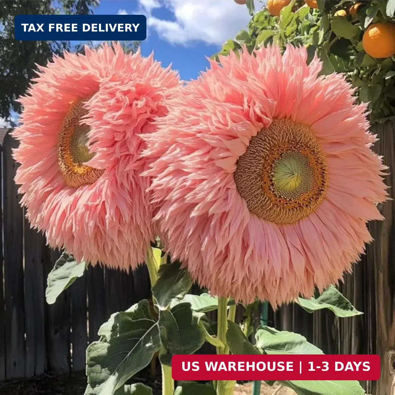 700+ Sunflower Seeds for Planting – Giant Teddy Bear Sunflower Heirloom Non-GMO