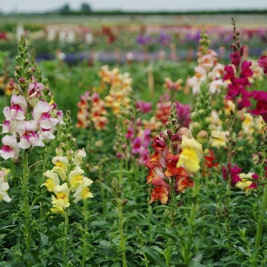 Snapdragon TETRA MIX SemiDwarf MultiColored Blooms Butterflies Non-GMO 500 Seeds