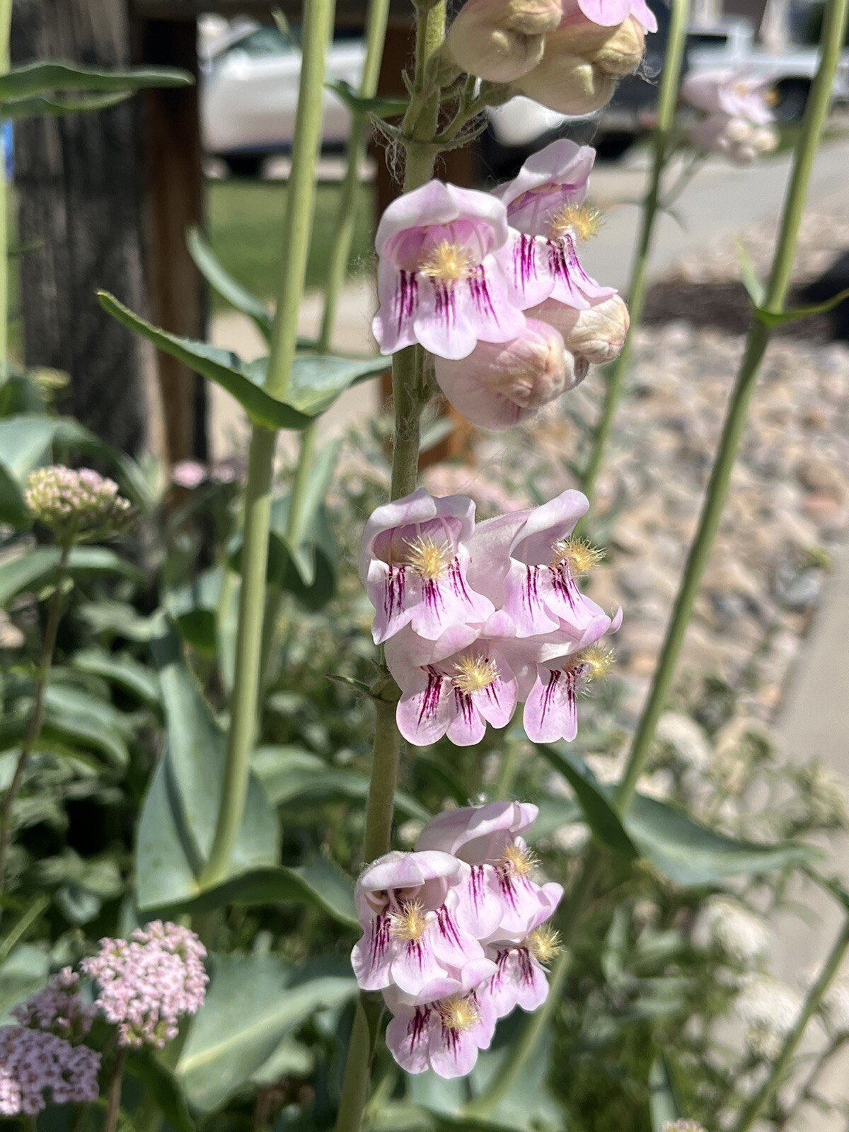 PE02: Palmer’s Penstemon Seed ~1000 Ct Cold Hardy Wildflower Penstemon palmeri