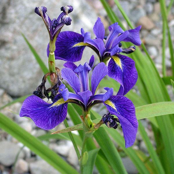 Iris versicolor | Northern Blue Flag | Liver Lily | Water Iris | 10 Seeds