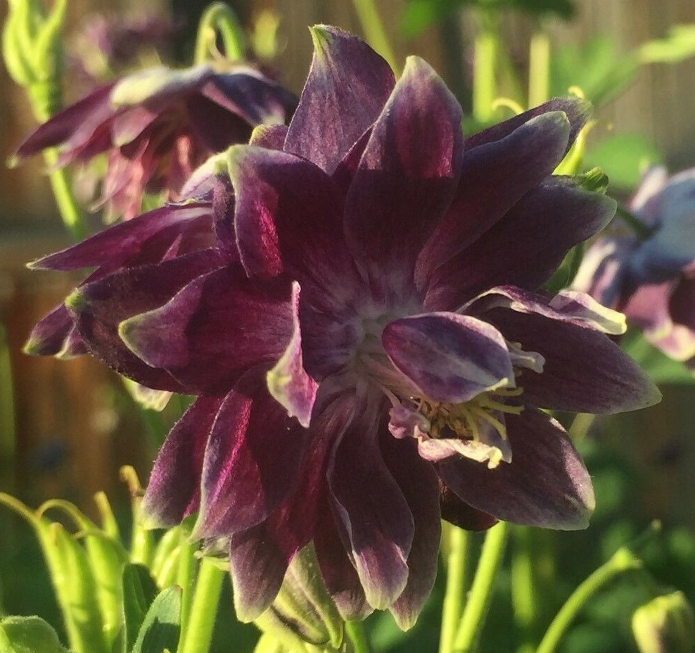 COLUMBINE BARLOW 150 Seeds DARK PURPLE Aquilegia vulgaris Flowers seeds +gift