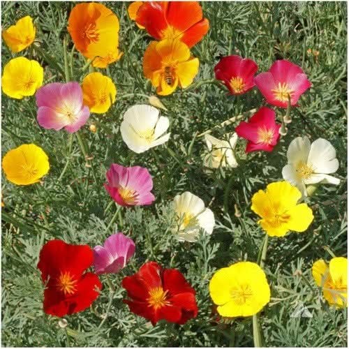 Mixed California Poppy Seeds For Planting (Eschscholzia californica)