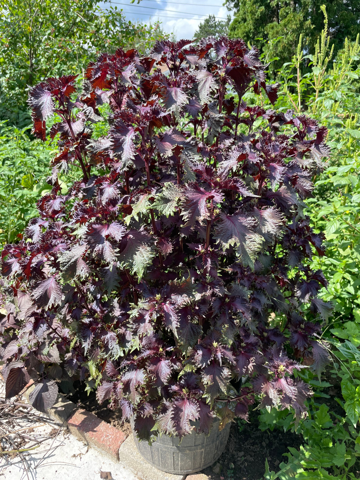 Chinese Shiso Perilla (red) 100 Seeds 2023
