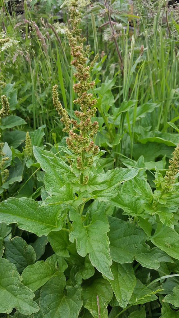 Chenopodium bonus henricus GOOD KING HENRY – EDIBLE AND MEDICINAL Seeds!