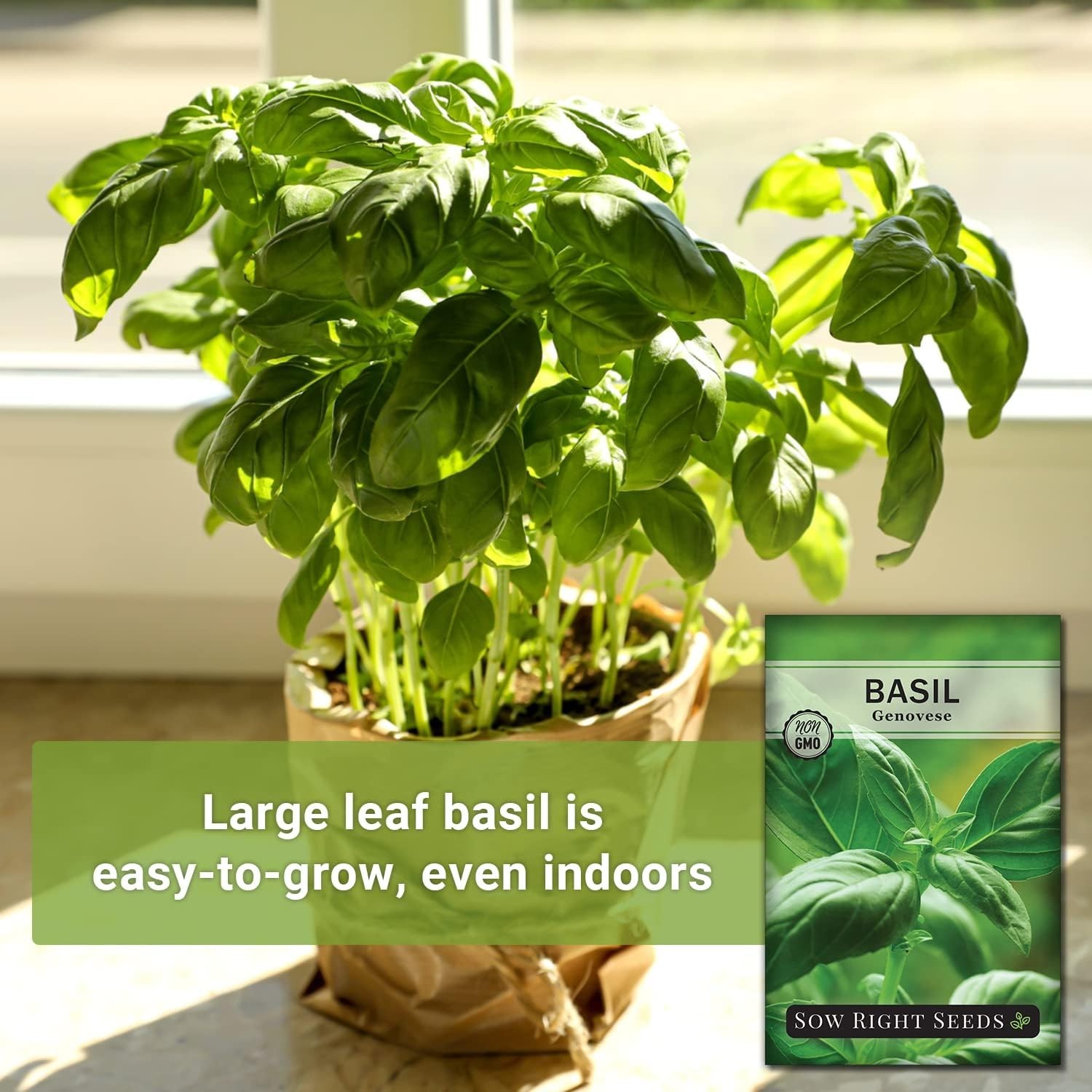 500 Count Genovese Basil Seeds – Non-GMO Heirloom for Hydroponic & Soil Gardens
