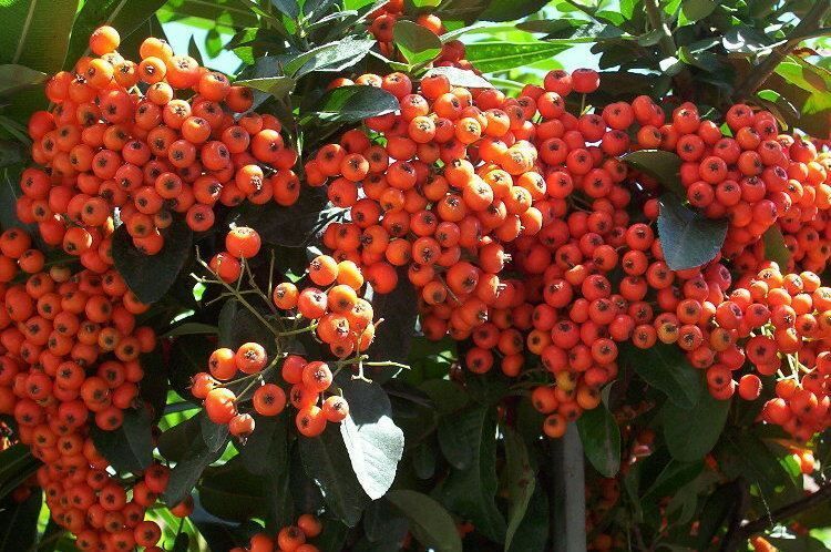 Scarlet Firethorn, Pyracantha coccinea, Shrub Seeds (Fast, Hardy Showy Hedge)