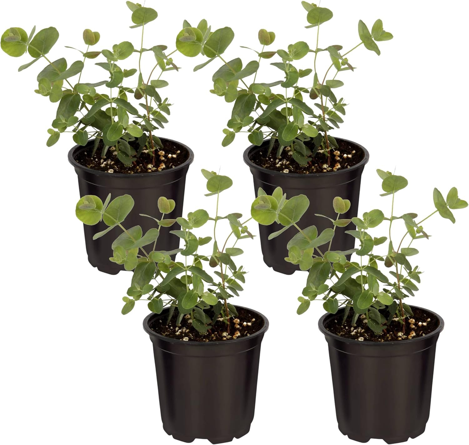 Live Eucalyptus (4 per Pack) – Aromatic and Health Enhancer, Natural Air Purifie