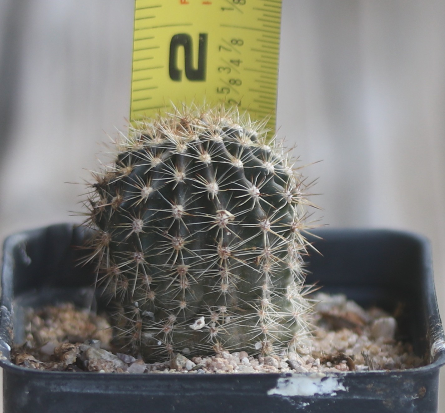 Echinopsis hybrid ‘Maria Piazza’