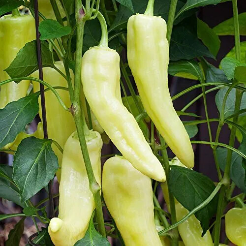 Sweet Banana Pepper Seeds, NON-GMO, ORGANIC, HEIRLOOM – Free Shipping!