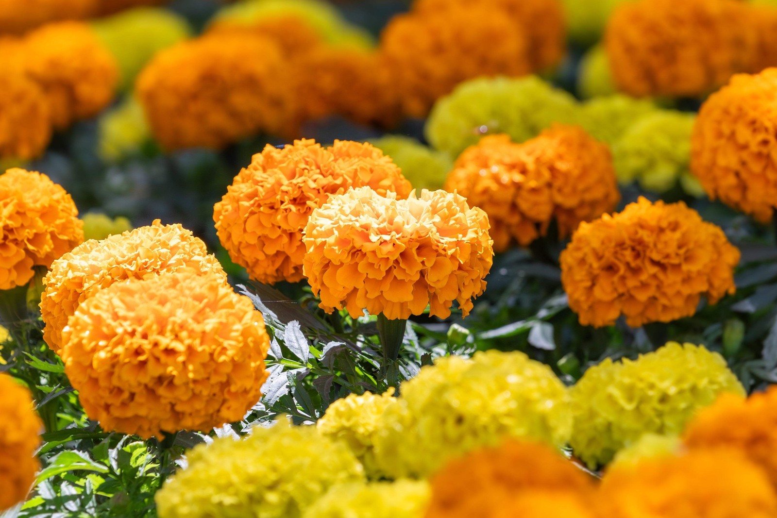 250 AFRICAN MARIGOLD CRACKERJACK Mixed Color Tagetes Erecta Flower Seeds *CombSH