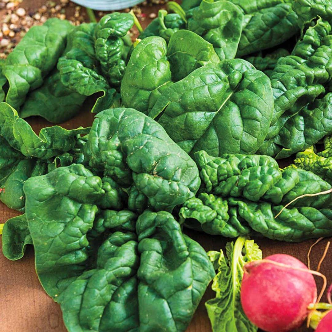 Fresh Premium Bloomsdale Spinach Seeds | Heirloom Non-GMO | Vegetable Seeds