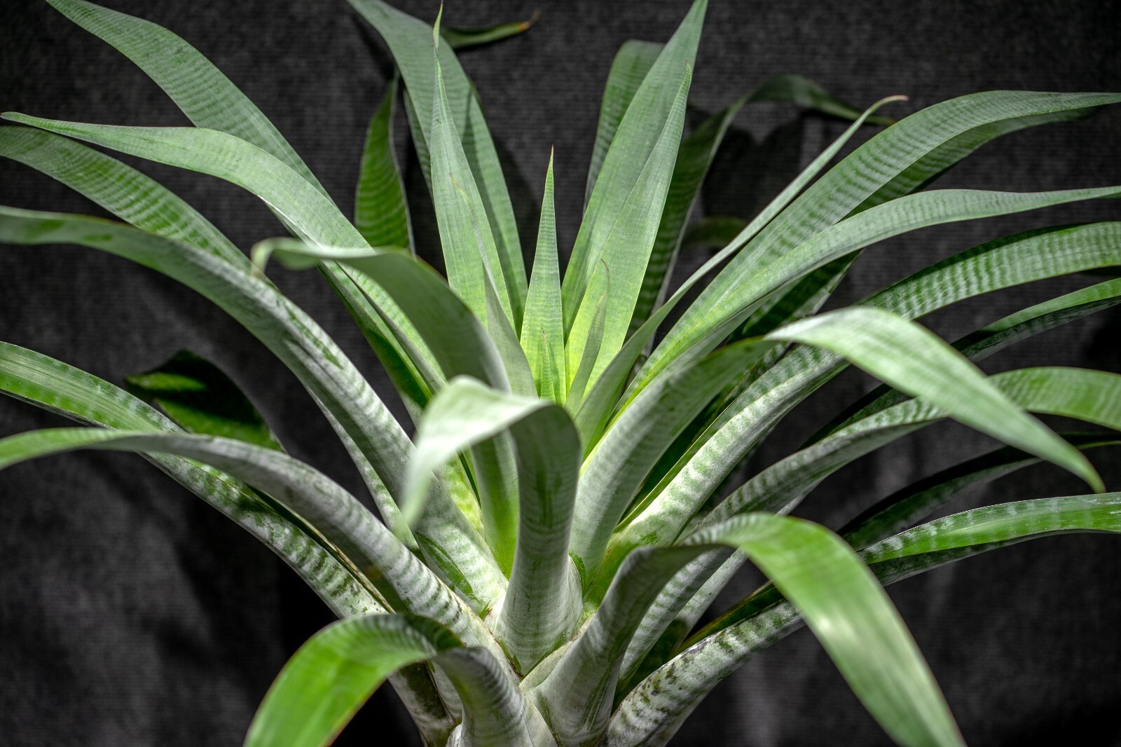 Alcantarea Odorata Pot 9″