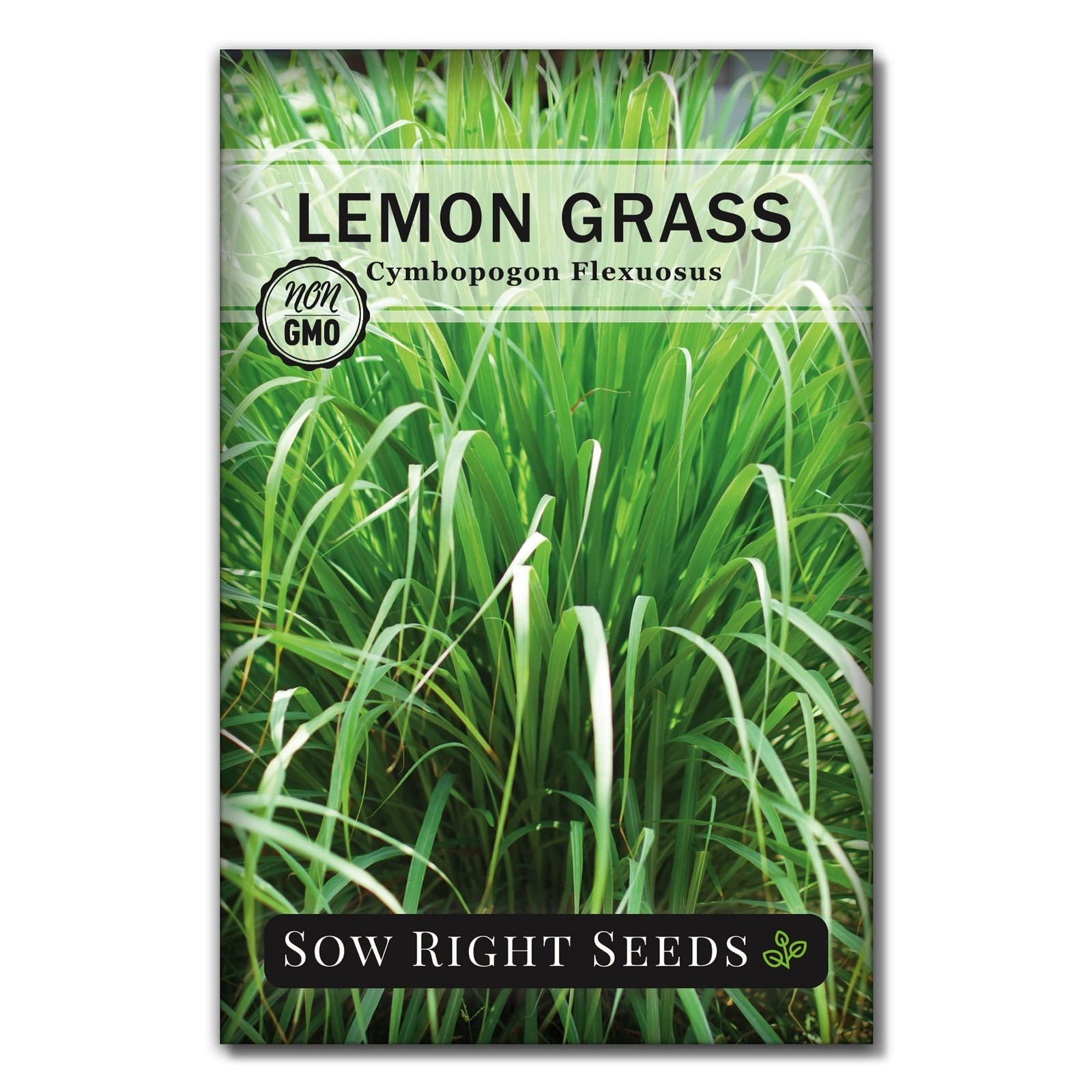 Sow Right Seeds Lemon Grass Seeds for Planting Non GMO Heirloom East Indian