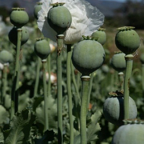 2,500 – 10,000 Premium Organic Peshawar White Somniferum Poppy Seeds For Plantin