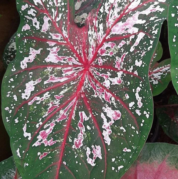 5 Fancy-Leaf CALADIUM Bulbs~FLORIDA CALYPSO~Green/Pink/White/Red~FREE SHIPPING