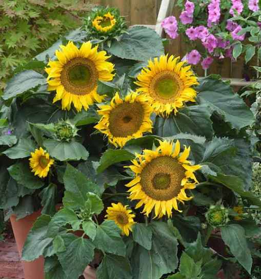 Sunflower DWARF SUNSPOT 3 Foot Sunflower 12″ Heads! Large Seeds Non-GMO 50 Seeds