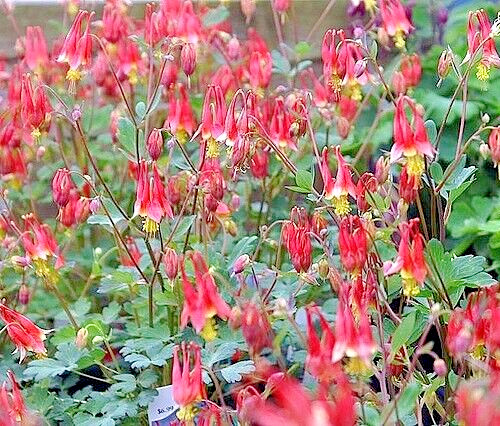 WESTERN RED COLUMBINE, 201 SEEDS, AQUILEGIA FORMOSA, SITKA COLUMBINE USA, NO GMO