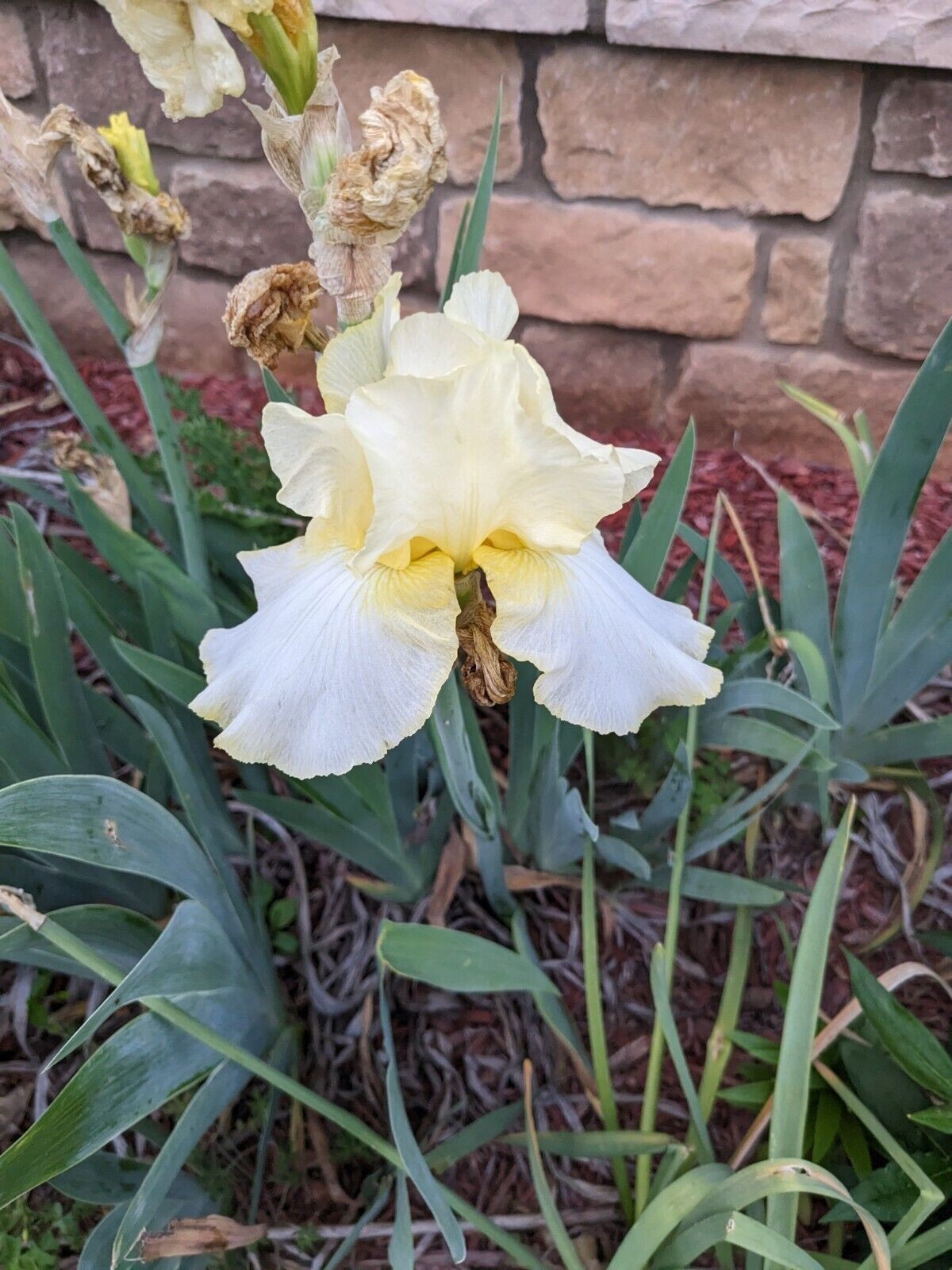 Lot of 5 Tubers Roots Rhizomes Reblooming Bearded Irises Assorted Mixed Colors