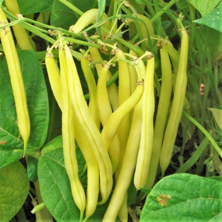 Kentucky Wonder Yellow Wax Bean Seeds | Pole Beans Butter Golden Seed For 2024