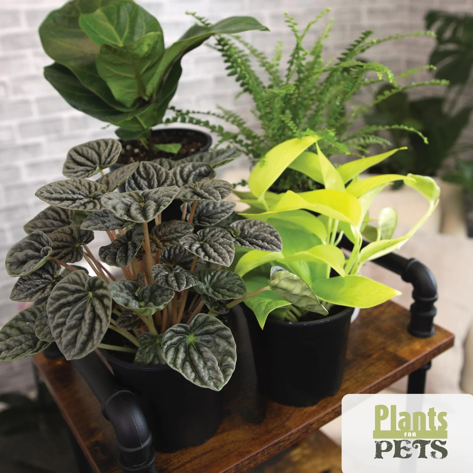 Essential Houseplant Collection (4PK) Live Plants Indoor Plants Live Housepla…
