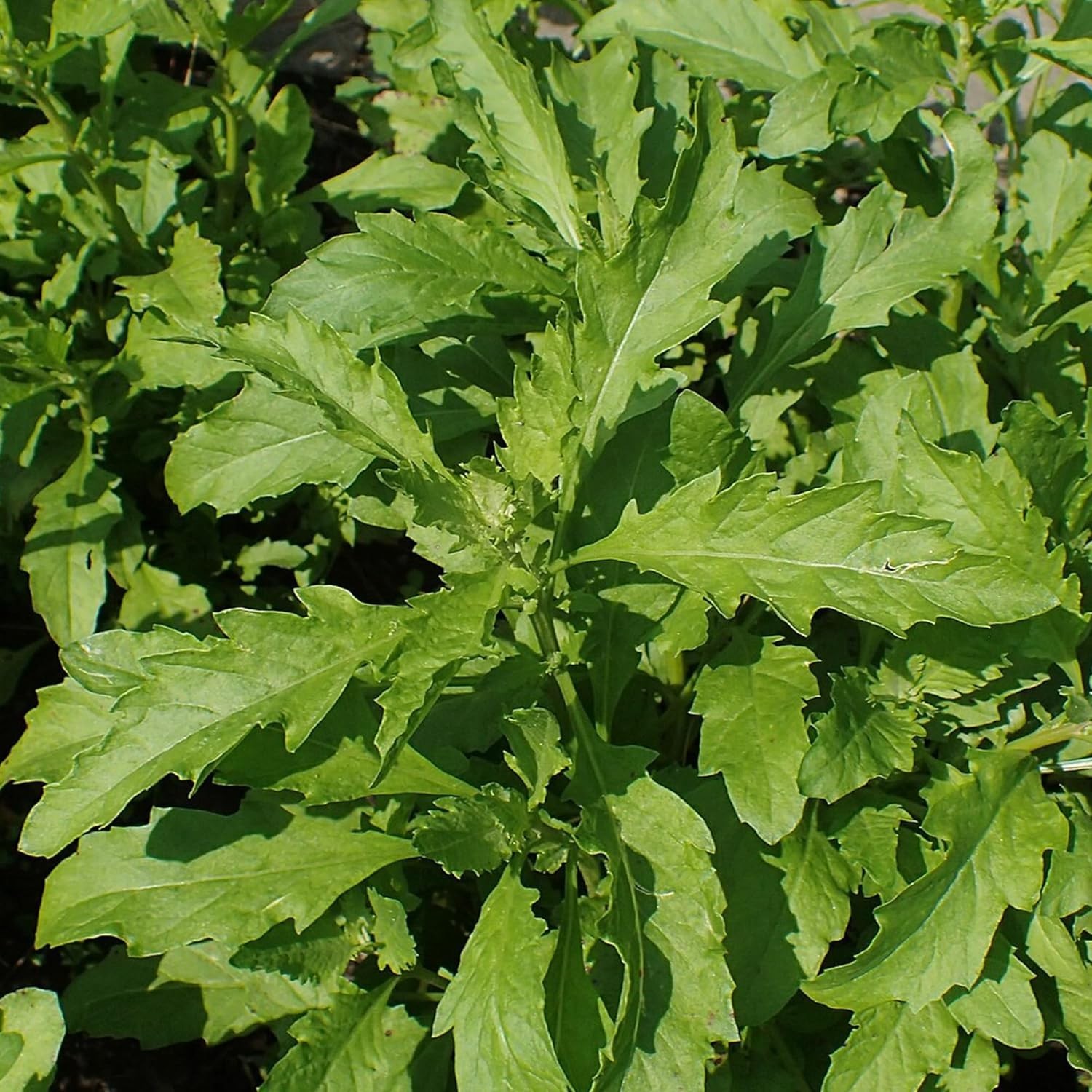Culinary Herb Seeds: 100 Count Epazote Dysphania Ambrosioides for Unique Flavor