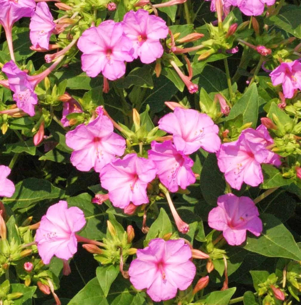 Baby Pink Four O’ Clock Seeds | Mirabilis Marvel Light Violet Flower Seed 2025