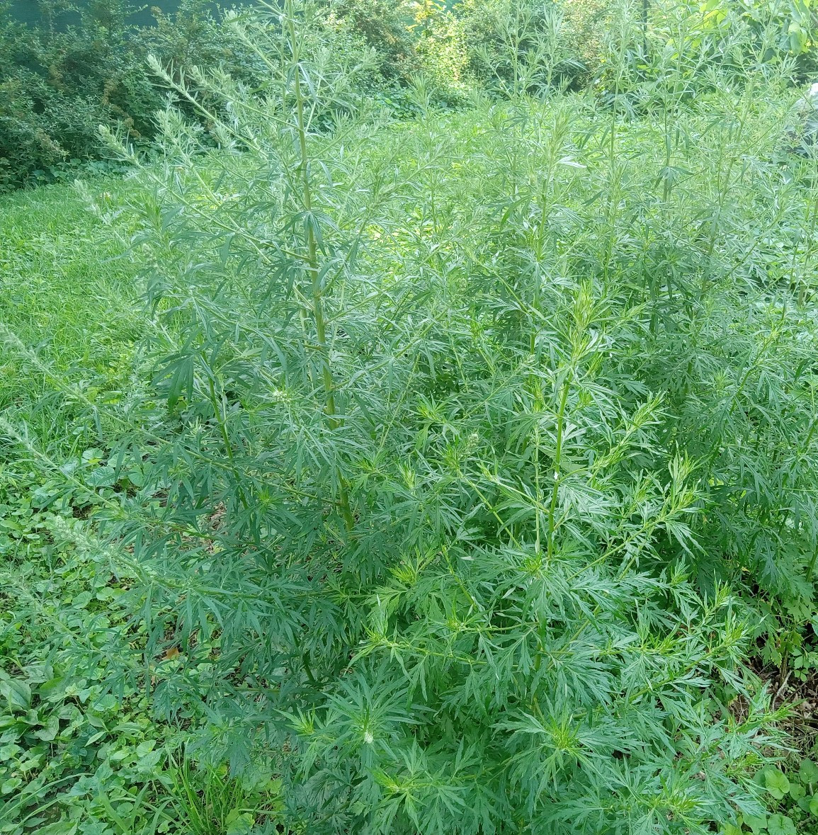 1000 Mugwort Seeds Artemisia Vulgaris Medicinal Herb Perennial Culinary Non-GMO
