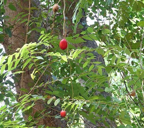 Capparis zeylanica | Ceylon or Indian Caper | 10 Seeds