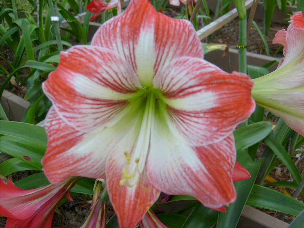 3 Amaryllis Hippeastrum bulbs Minerva, Amigo, Christmas Star immediate ship